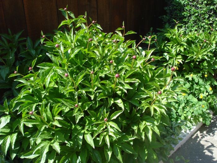 in asteptarea ierbosilor (1)