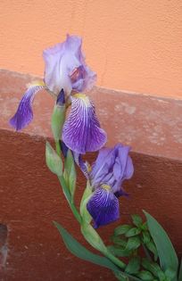 rpimii irisi germanica (1)