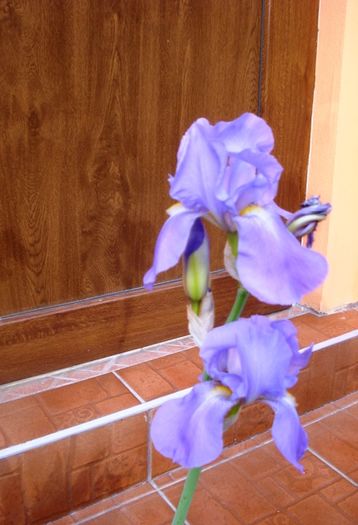 rpimii irisi germanica (2)