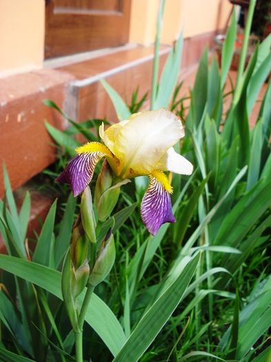 rpimii irisi germanica (3)