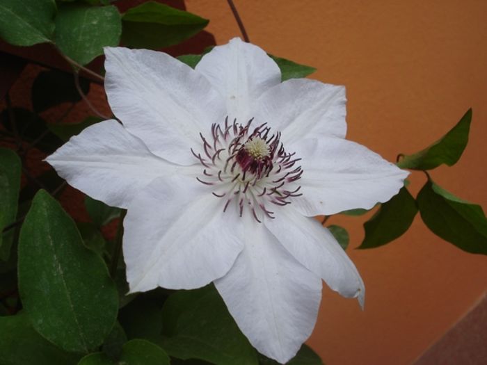 uimitorul clematis (1)