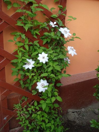 uimitorul clematis (2)