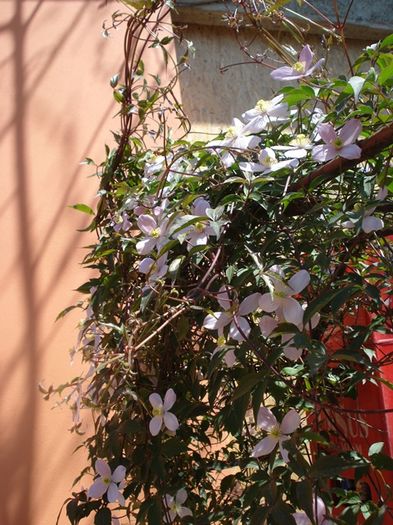 uimitorul clematis (3)