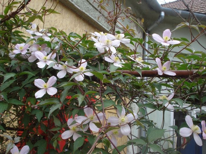 uimitorul clematis (4)