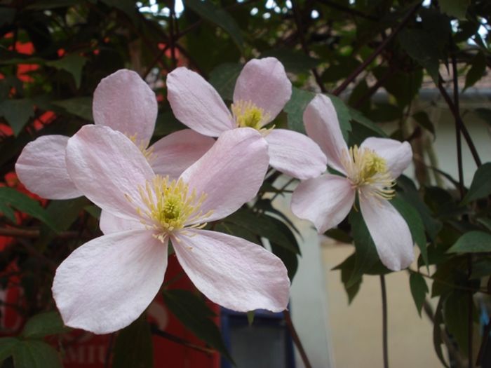 uimitorul clematis (5)