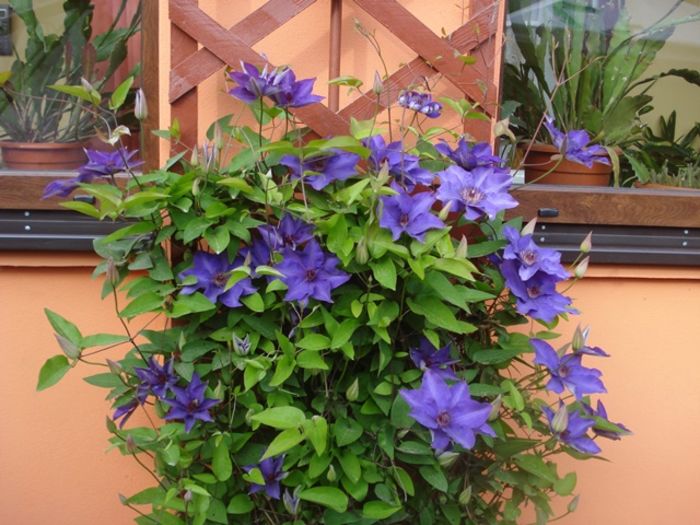 uimitorul clematis (6)