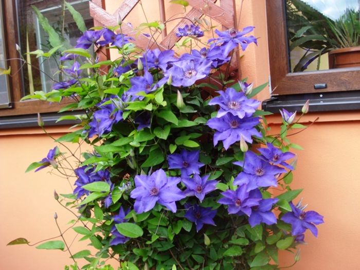 uimitorul clematis (7)