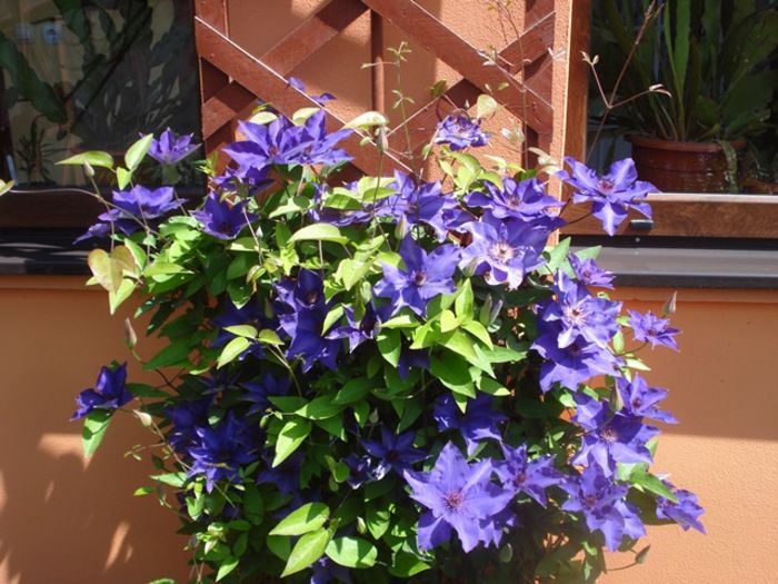 uimitorul clematis (8)