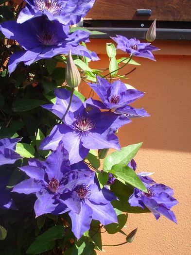 uimitorul clematis (9)