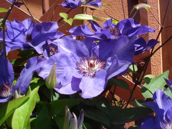 uimitorul clematis (10)