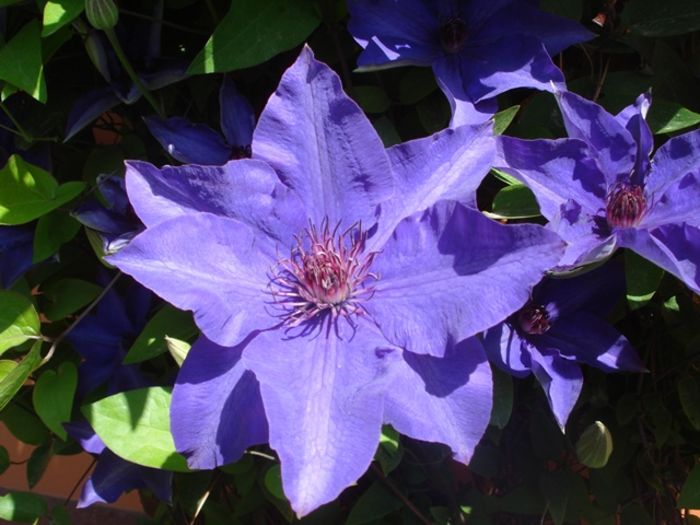 uimitorul clematis (11)