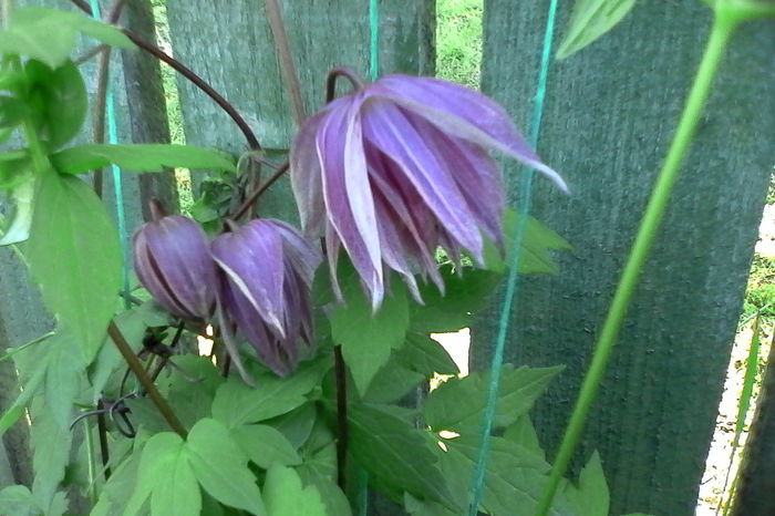 clematis purple dream - 5Clematite 2016