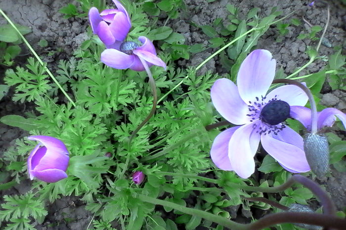 anemone