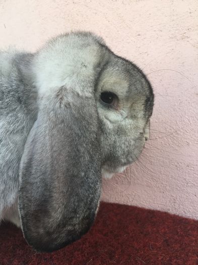 image - ZZ---ARHIVA- Iepuri