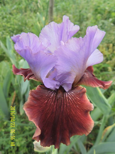 Cast a Speel - Irisii mei