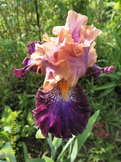 fanciful Wimsey (1) - Irisii mei