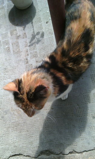 IMG_20160501_150351[1] - Animalutele mele
