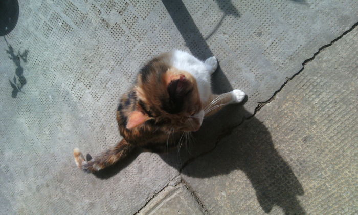 IMG_20160501_150404[1] - Animalutele mele
