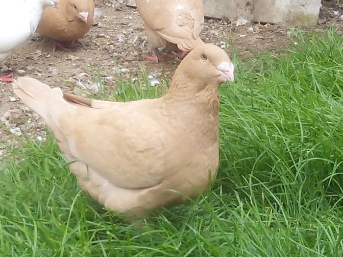 F-2015 - 2-AMERICAN GIANT HOMER