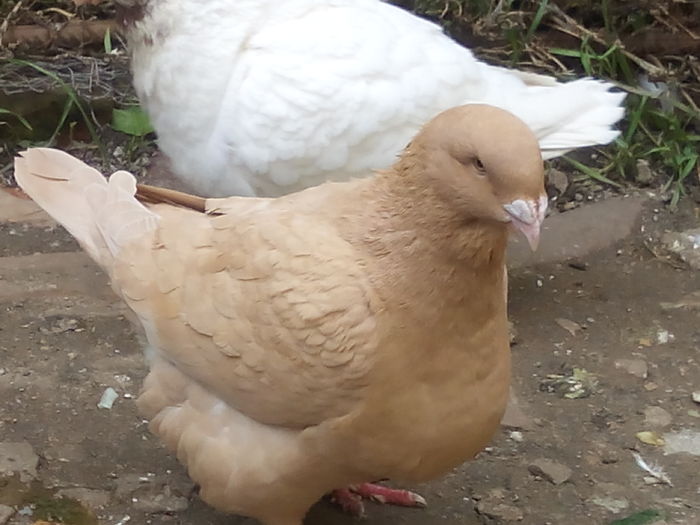 F-2015 - 2-AMERICAN GIANT HOMER