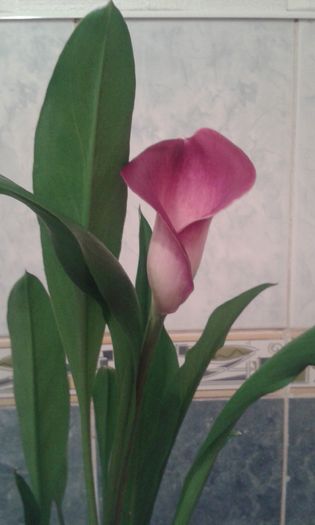 20160501 - Calla Pink Persuasion