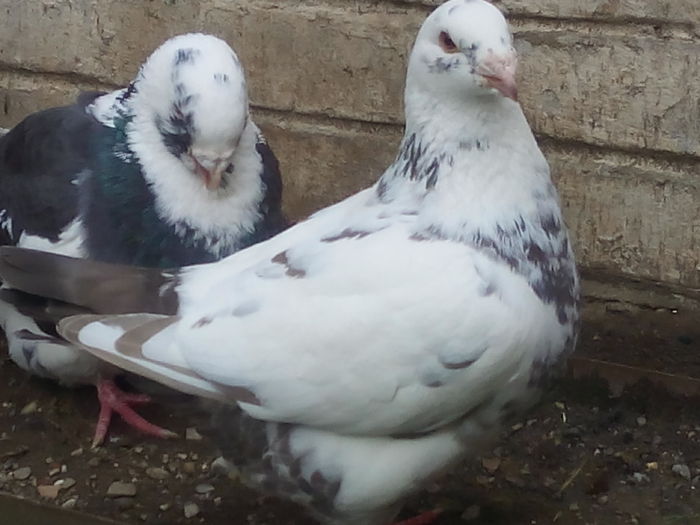 F-2015 - 2-AMERICAN GIANT HOMER