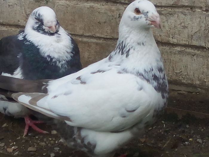 F-2015 - 2-AMERICAN GIANT HOMER