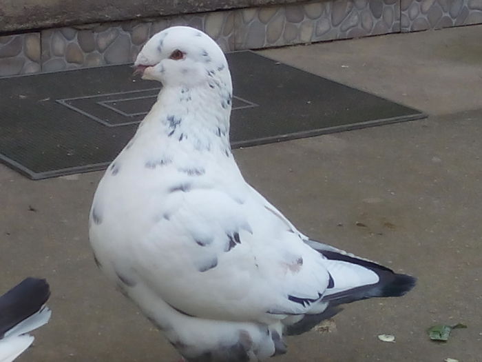 M-2014 - 2-AMERICAN GIANT HOMER