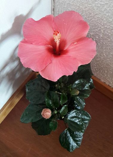  - Hibiscus 2016