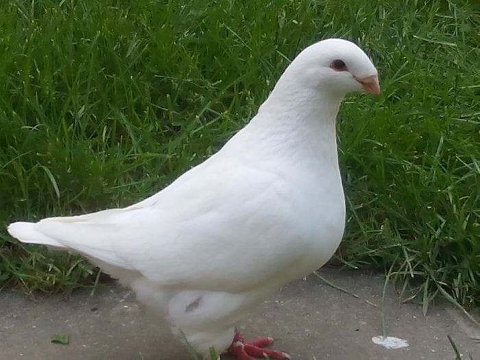 F-2015 - 2-AMERICAN GIANT HOMER