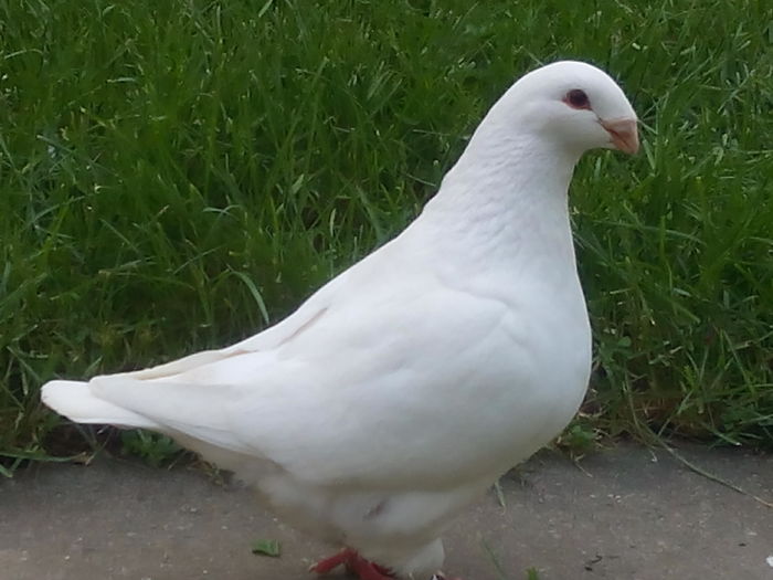 F-2015 - 2-AMERICAN GIANT HOMER