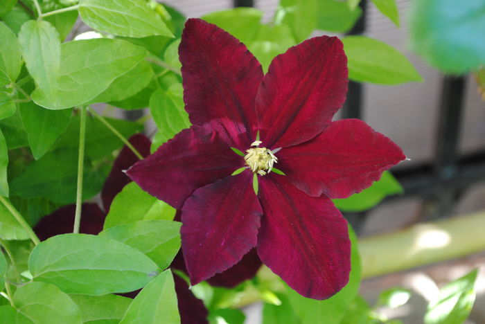 clematis Sunset