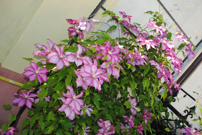 clematis Betty Risdon