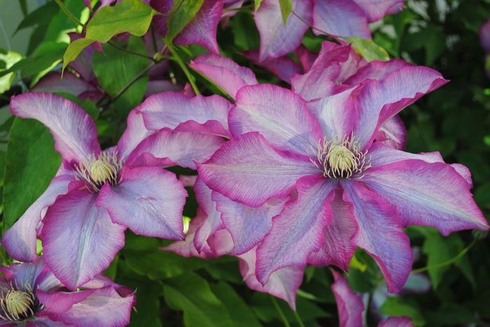 clematis Betty Risdon