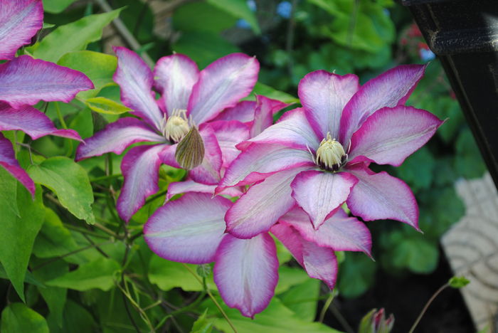 clematis Betty Risdon