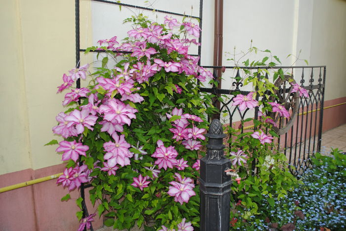 clematis Betty Risdon(anul4)