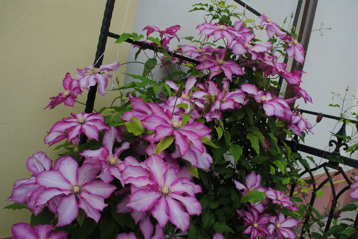 clematis Betty Risdon