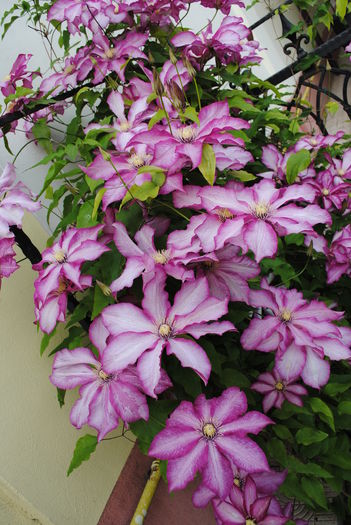 clematis Betty Risdon