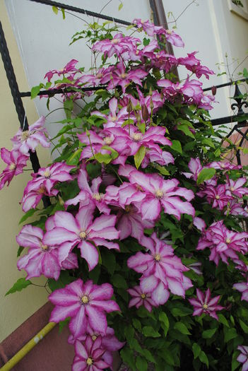 clematis Betty Risdon