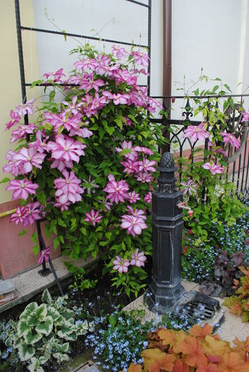 30 aprilie,clematis Betty Risdon