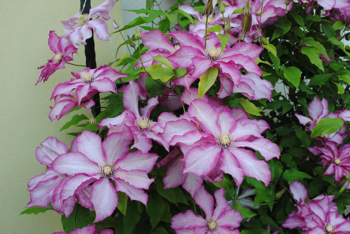 clematis Betty Risdon