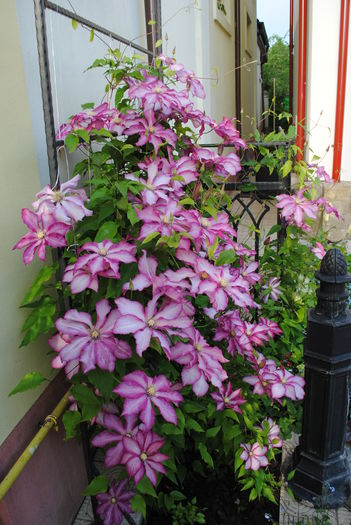 clematis Betty Risdon(anul4)