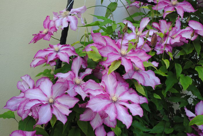 clematis Betty Risdon