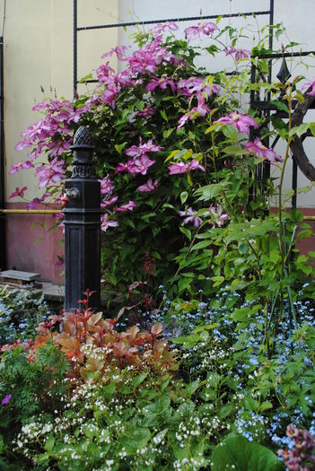 clematis Betty Risdon