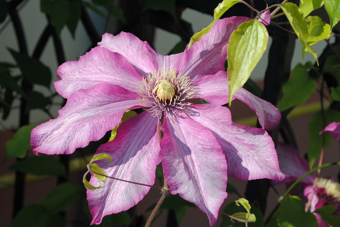 clematis Betty Risdon