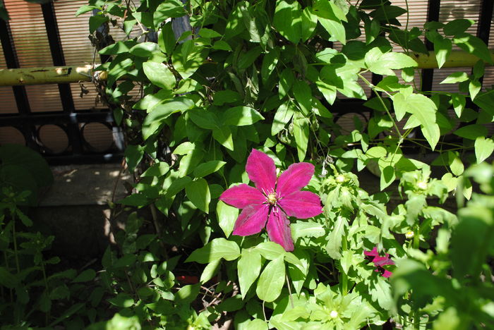 clematis Sunset