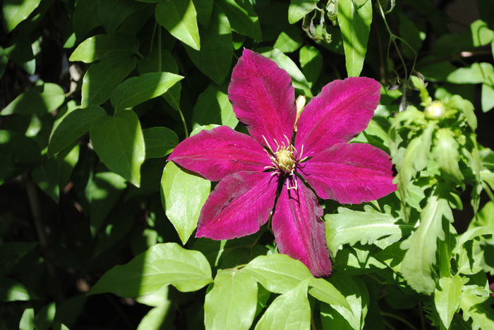 clematis Sunset
