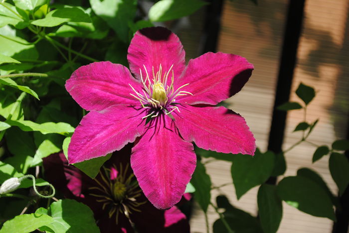 clematis Sunset