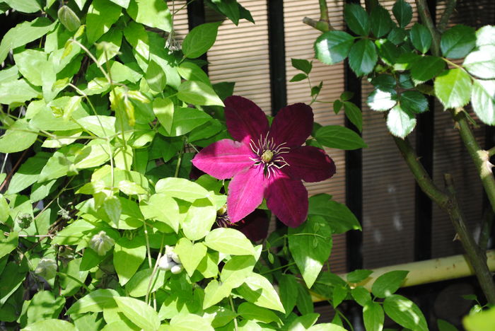 clematis Sunset