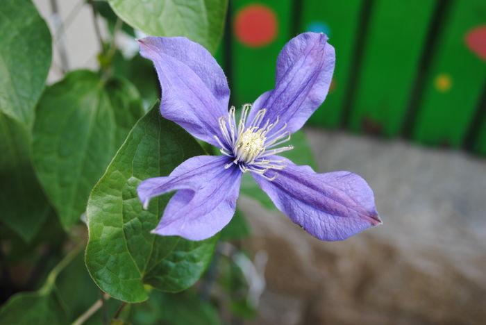 clematis Arabella(anul2)